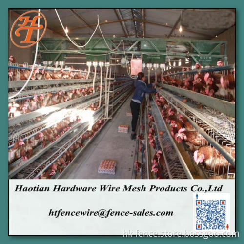 4 tiers chicken cages